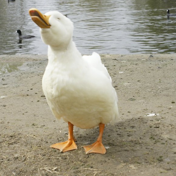 ๐ฆ If You Share I Share โก๏ธPet owned home - Picture 4 of 6